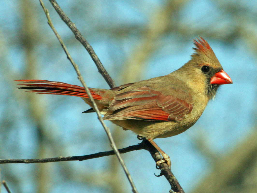 Birds of The World Cardinals and Tanagers (Cardinalidae)
